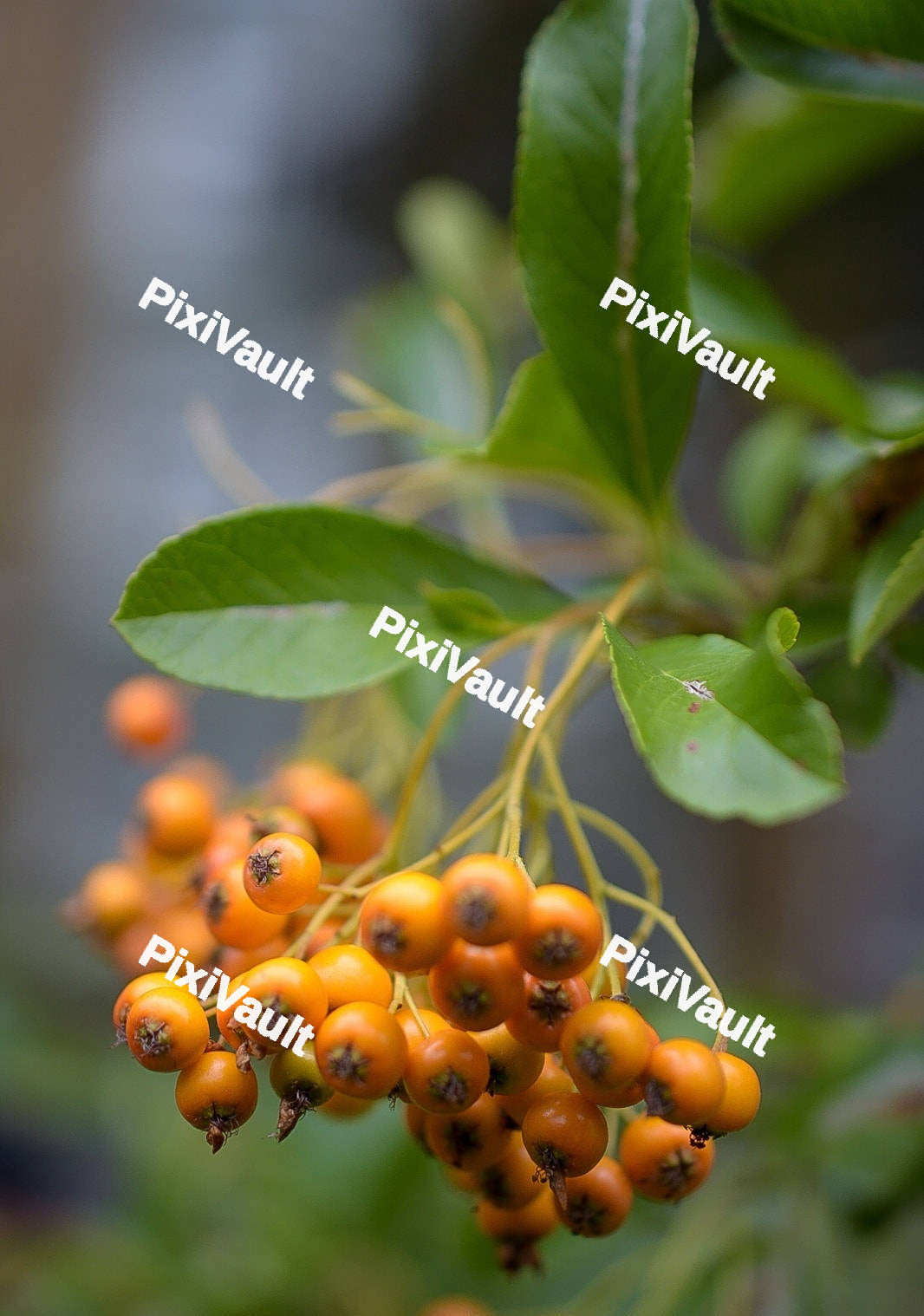 Orange Pyracantha Hedge